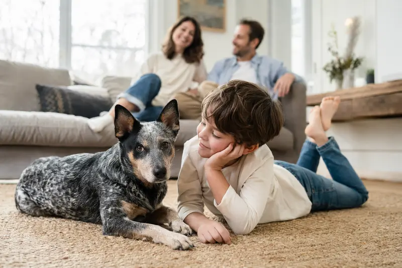 Ein freundlicher Queensland Heeler liegt entspannt neben einem Kind im Wohnzimmer, während die Eltern im Hintergrund eine sichere und warme Familienatmosphäre schaffen.