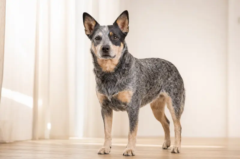 Aufmerksamer Queensland Heeler Hund in natürlicher Haltung vor hellem Hintergrund, als realistisches Tierportrait mit weichem Licht.