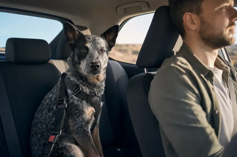 Ein Queensland Heeler sitzt sicher angeschnallt auf der Rückbank eines Autos, während der Besitzer ruhig fährt.
