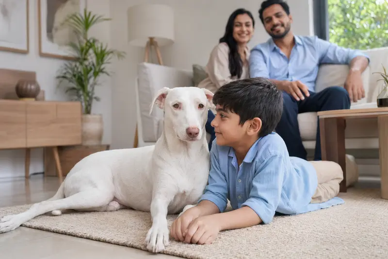 Ein freundlicher Rajapalayam Hund liegt entspannt neben einem Kind im hellen Wohnzimmer mit den Eltern im Hintergrund.