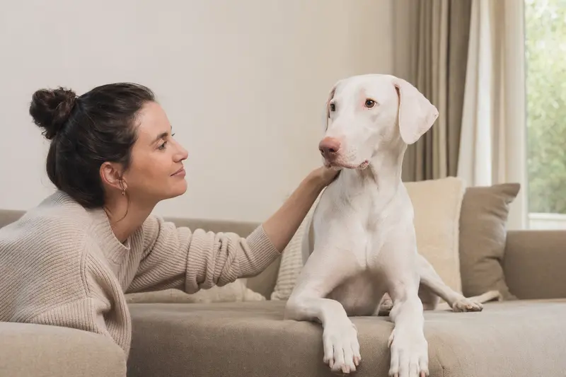 Rajapalayam Hund steht aufmerksam vor hellem Hintergrund in natürlicher Haltung.