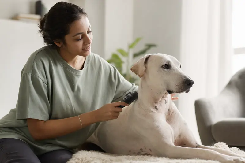 Ein Rajapalayam Hund wird in einer hellen Wohnung sanft gebürstet, während sein Besitzer die Fellpflege liebevoll übernimmt.