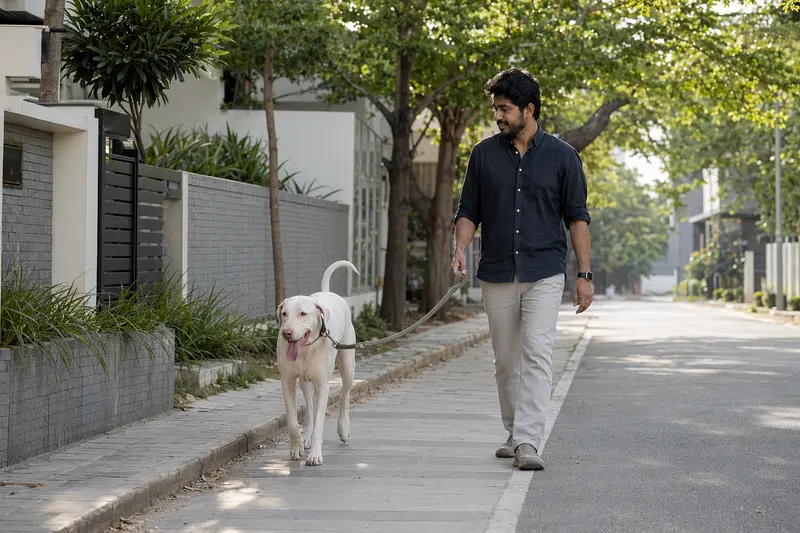 Ein Rajapalayam Hund geht an der Leine mit seinem Besitzer durch eine moderne Stadtstraße.