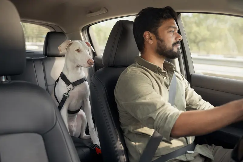 Ein Rajapalayam Hund sitzt sicher angeschnallt auf der Rückbank eines Autos, während der Besitzer ruhig fährt.