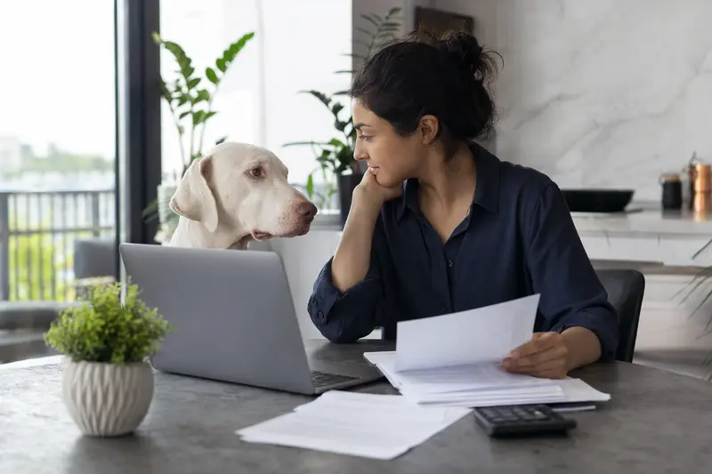 Ein Rajapalayam Hund sitzt ruhig neben seinem Besitzer am Küchentisch mit Versicherungsunterlagen und einem Laptop mit neutraler Vergleichsseite.