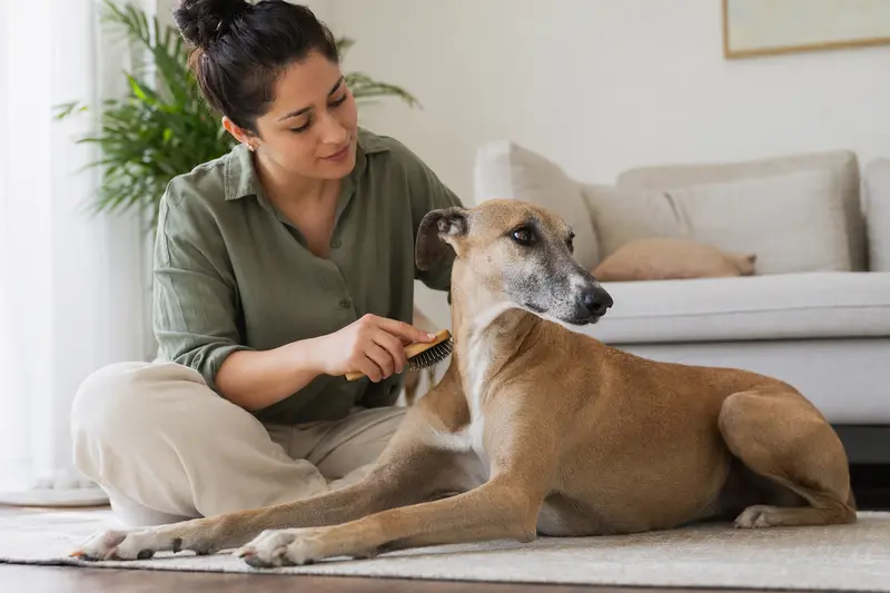 Ein Rampur Hound wird in einer hellen Wohnung sanft gebürstet, während sein Besitzer liebevoll die Fellpflege übernimmt.