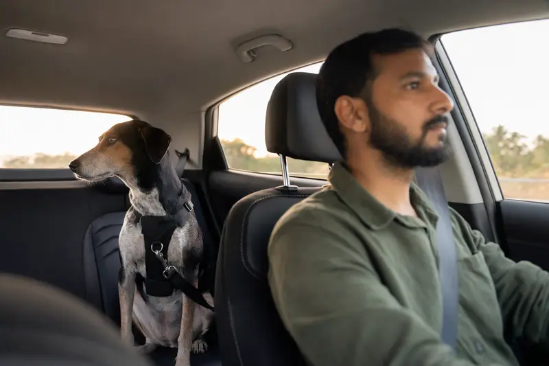 Ein Rampur Hound sitzt sicher angeschnallt auf der Rückbank eines Autos, während der Besitzer ruhig fährt und Sonnenlicht durch das Fenster fällt.