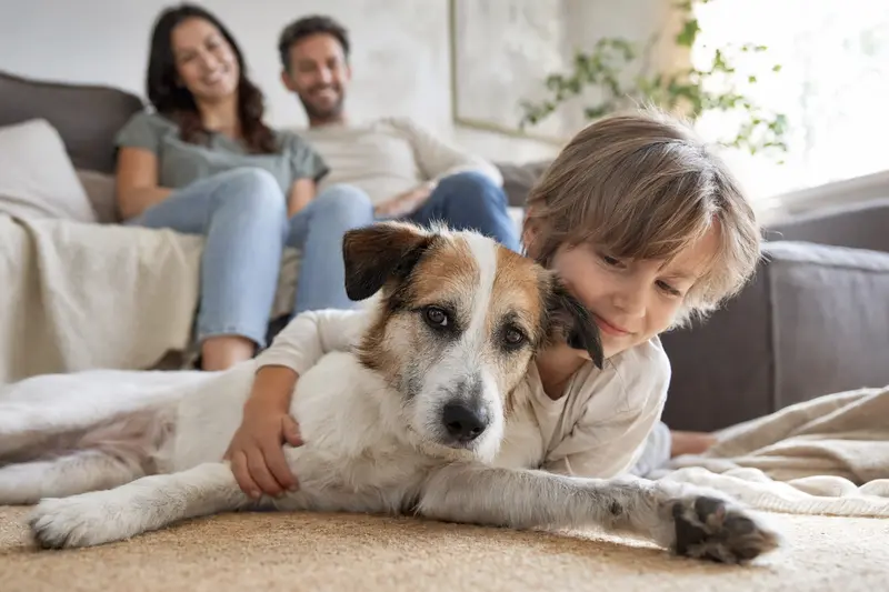 Ein freundlicher Rampuree Hund liegt entspannt neben einem Kind im Wohnzimmer, während die Eltern im Hintergrund eine sichere Familienatmosphäre schaffen.