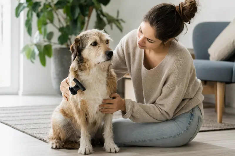 Ein Rampuree Hund wird in einer hellen Wohnung liebevoll gebürstet, während sein Besitzer ruhig und aufmerksam die Fellpflege übernimmt.