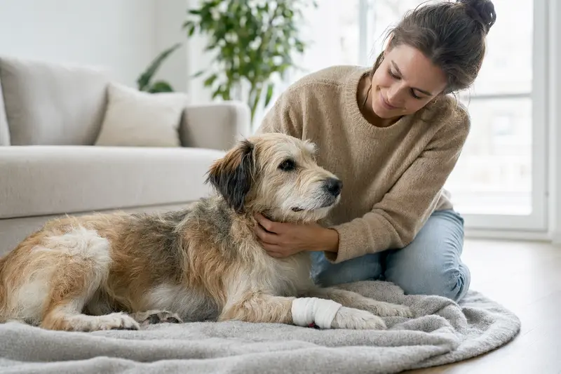 Ein Hund mit leicht verbundenem Pfötchen liegt ruhig auf einer Decke, während sein Besitzer daneben sitzend erleichtert wirkt.