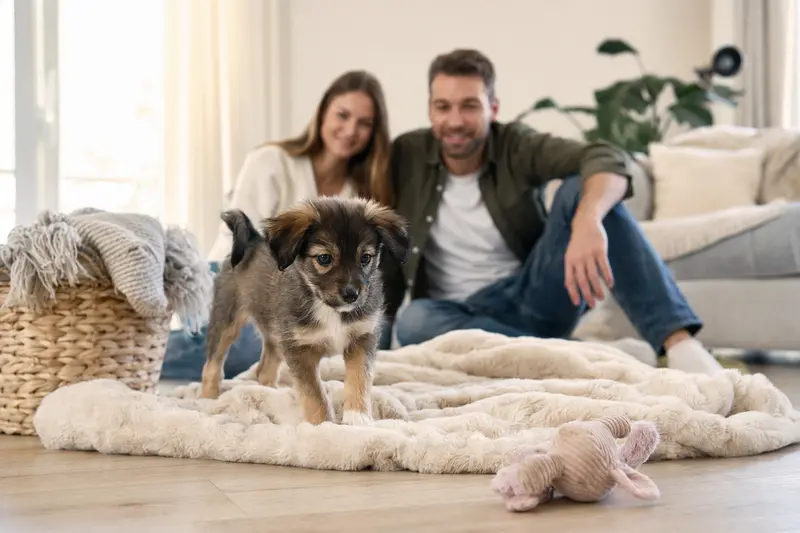 Ein neugieriger Rampuree Welpe entdeckt sein neues Zuhause auf einer weichen Decke, umgeben von liebevoller Familie.