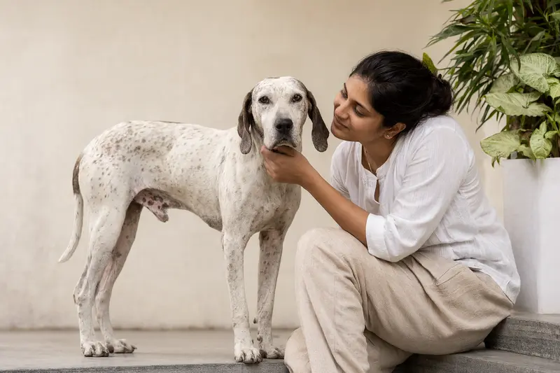 Ein aufmerksamer Rampuri Hund steht in natürlicher Haltung vor hellem Hintergrund und zeigt die typische Körperform und Fellstruktur der Rasse.