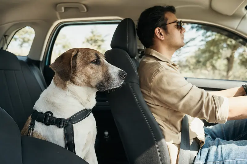Ein Rampuri Hund sitzt sicher angeschnallt auf der Rückbank eines Autos, während sein Besitzer ruhig fährt.