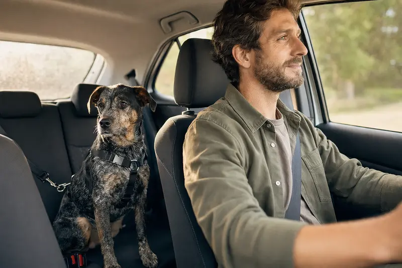 Ein angeschnallter Rastreador Brasileiro sitzt ruhig auf der Rückbank eines Autos und symbolisiert sichere Hundetransporte mit Verantwortung und Fürsorge.