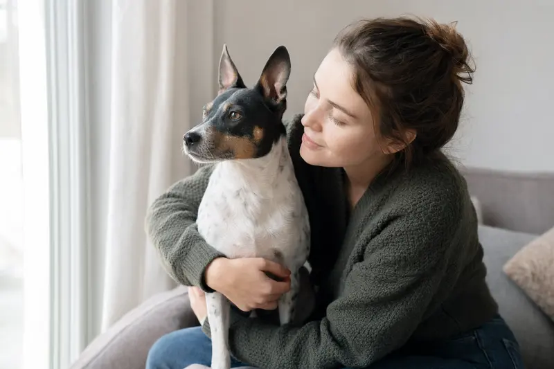 Ein aufmerksamer Rat Terrier steht in natürlicher Haltung vor hellem Hintergrund und zeigt typische Merkmale der Rasse im professionellen Hundeportrait.