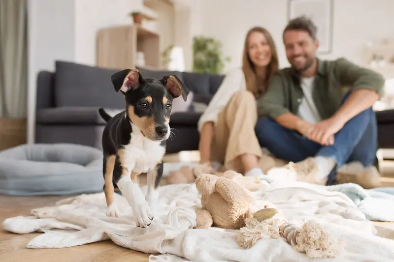 Ein neugieriger Rat Terrier Welpe erkundet seine neue, freundliche Wohnung mit einer weichen Decke und Spielzeugen.