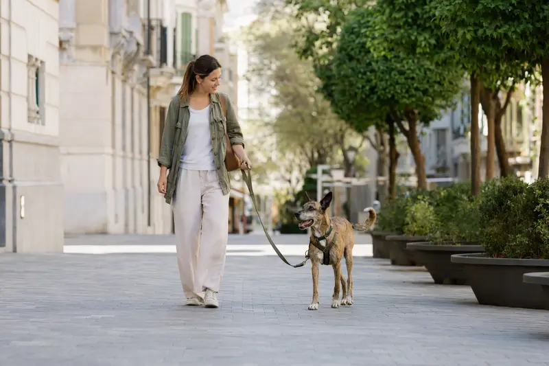 Ein Rater Mallorqui Hund läuft entspannt an der Leine mit seinem Besitzer durch eine moderne Stadtstraße.