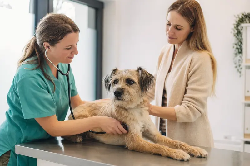 Ein ruhiger Rater Mallorqui Hund wird von einer freundlichen Tierärztin mit einem Stethoskop in einer modernen Tierarztpraxis untersucht, während der Besitzer beruhigend danebensteht.