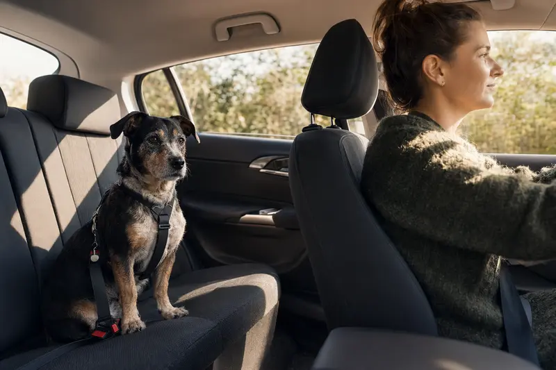 Ein Ratero Hund sitzt sicher angeschnallt auf der Rückbank eines Autos, während der Besitzer ruhig fährt und Sonnenlicht durch das Fenster fällt.