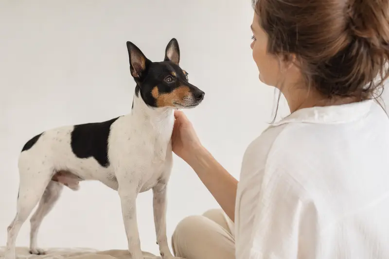 Ein aufmerksamer Ratonero Andaluz Hund steht in natürlicher Haltung vor hellem neutralem Hintergrund.
