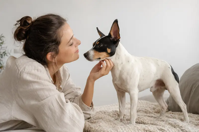 Aufmerksamer Ratonero Bodeguero Andaluz Hund in natürlicher Haltung vor hellem neutralem Hintergrund.