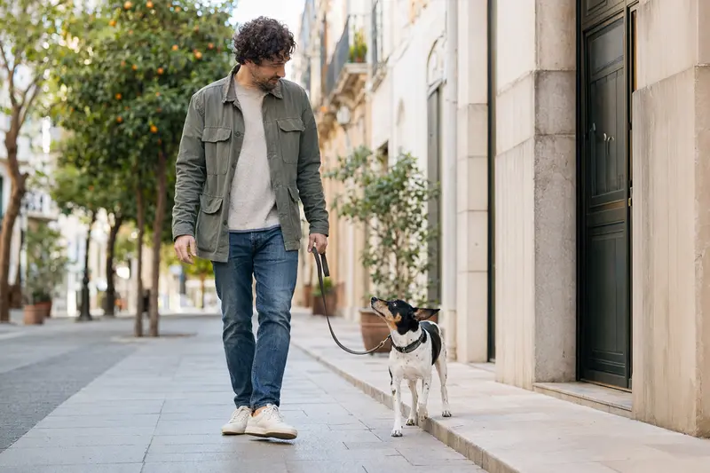 Ein Ratonero Bodeguero Andaluz läuft an der Leine mit seinem Besitzer durch eine moderne Stadtstraße.