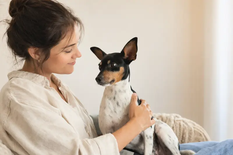 Ratonero Mallorquin Hund steht aufmerksam vor hellem Hintergrund in natürlicher Pose.