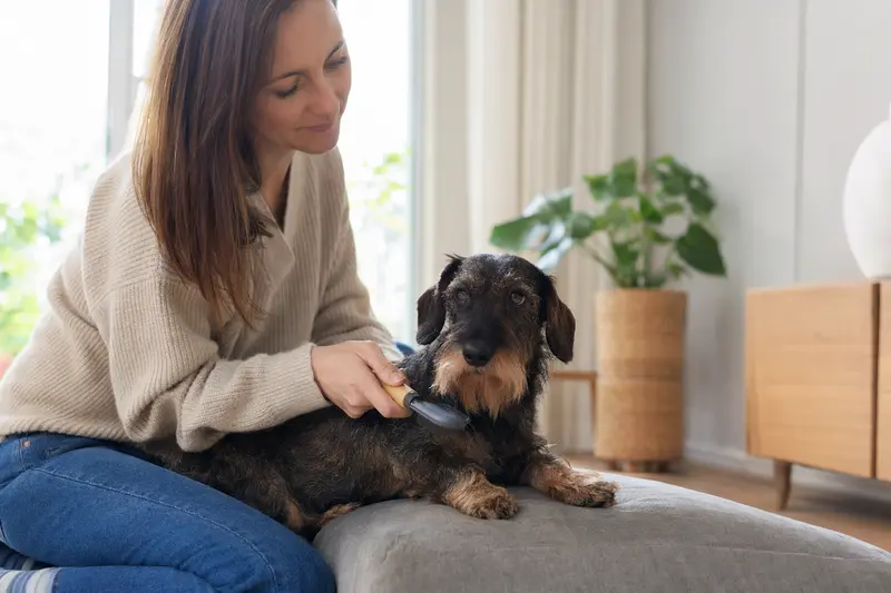 Ein Rauhaar-Teckel wird in einer hellen Wohnung sanft gebürstet, während sich der Besitzer liebevoll um die Fellpflege kümmert.