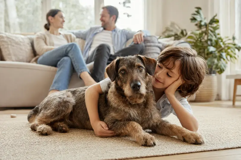 Ein freundlicher Rauhhaarige Istrianer Bracke Hund liegt entspannt neben einem Kind im hellen Wohnzimmer, während die Eltern im Hintergrund eine sichere Familienatmosphäre schaffen.