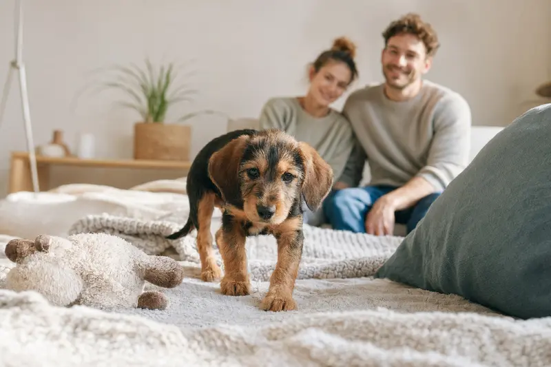 Ein neugieriger Rauhhaarige Istrianer Bracke Welpe erkundet sein neues Zuhause mit weicher Decke und Spielzeug.