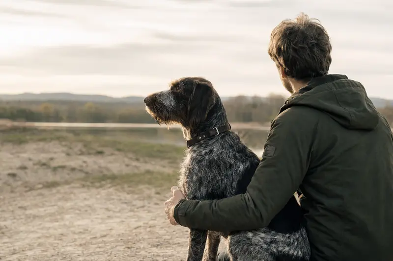Ein aufmerksamer Rebhuhnhund steht in natürlicher Haltung vor hellem Hintergrund und zeigt die typische Fellstruktur der Rasse.