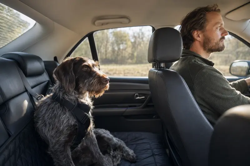 Ein Rebhuhnhund sitzt sicher angeschnallt auf der Rückbank eines Autos, während der Besitzer ruhig fährt.