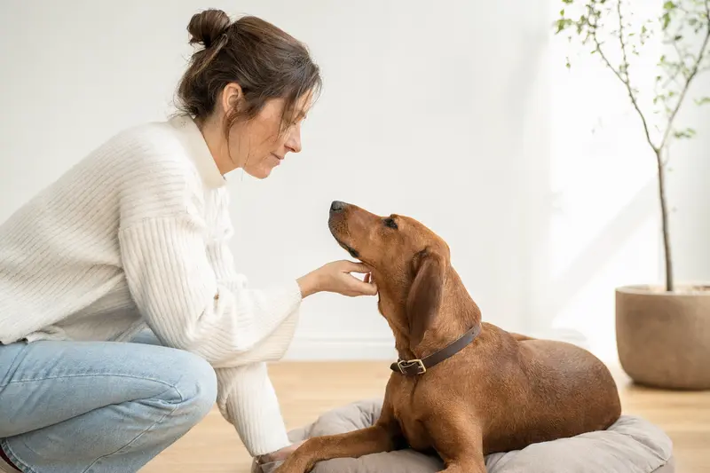Ein aufmerksamer Redbone Coonhound steht in natürlicher Haltung vor hellem neutralem Hintergrund.