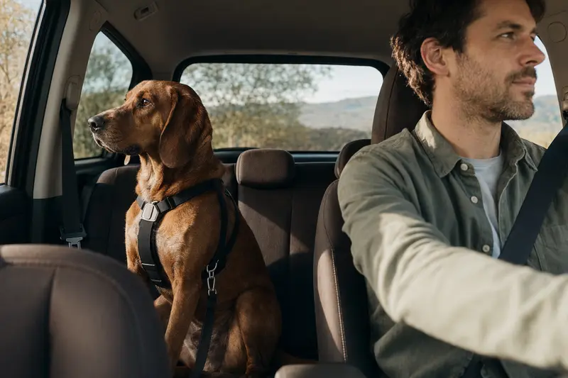 Ein Redbone Coonhound sitzt sicher angeschnallt auf der Rückbank eines Autos, während der Besitzer ruhig fährt.