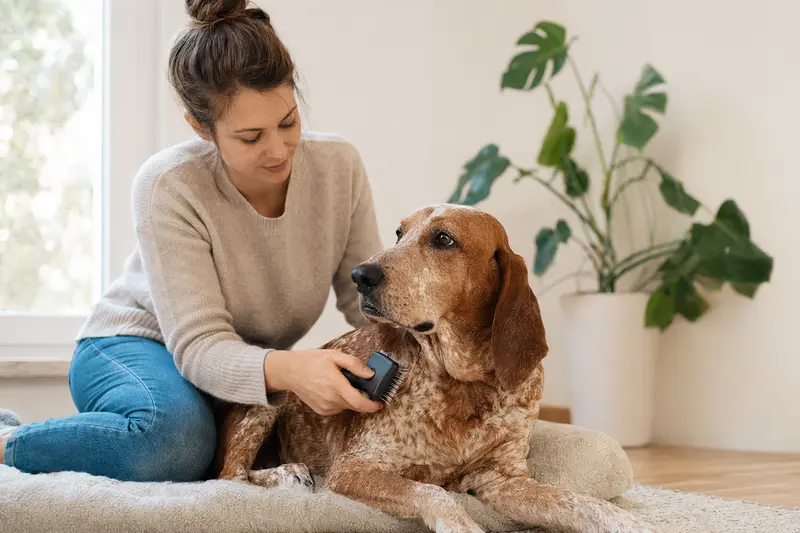 Ein Redtick Coonhound wird in einer hellen Wohnung sanft gebürstet, während sein Besitzer die Fellpflege liebevoll übernimmt.