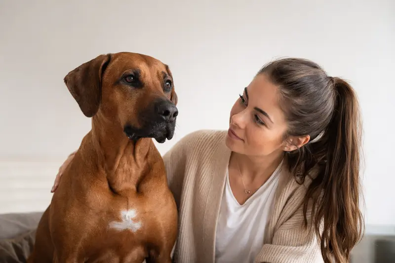 Rhodesian Ridgeback Hund steht aufmerksam in natürlicher Haltung vor hellem Hintergrund als realistisches Tierportrait.
