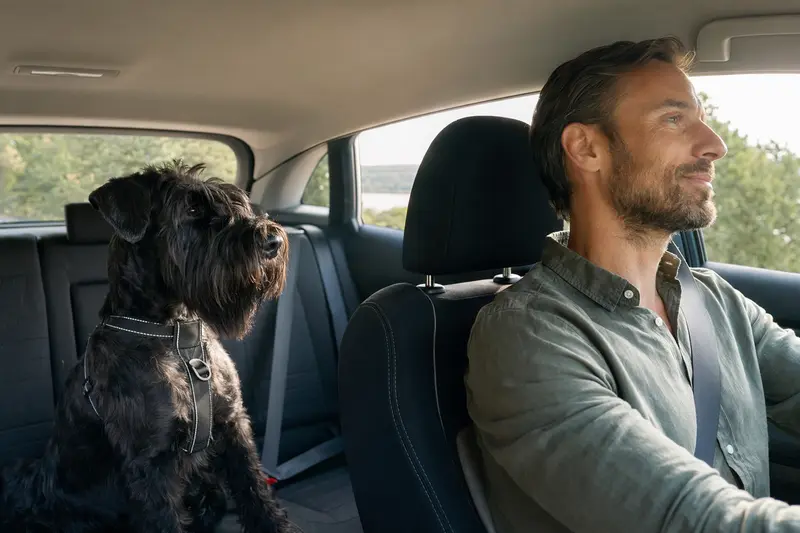 Ein Riesenschnauzer sitzt sicher angeschnallt auf der Rückbank eines Autos, während sein Besitzer ruhig fährt und Sonnenlicht durch das Fenster fällt.