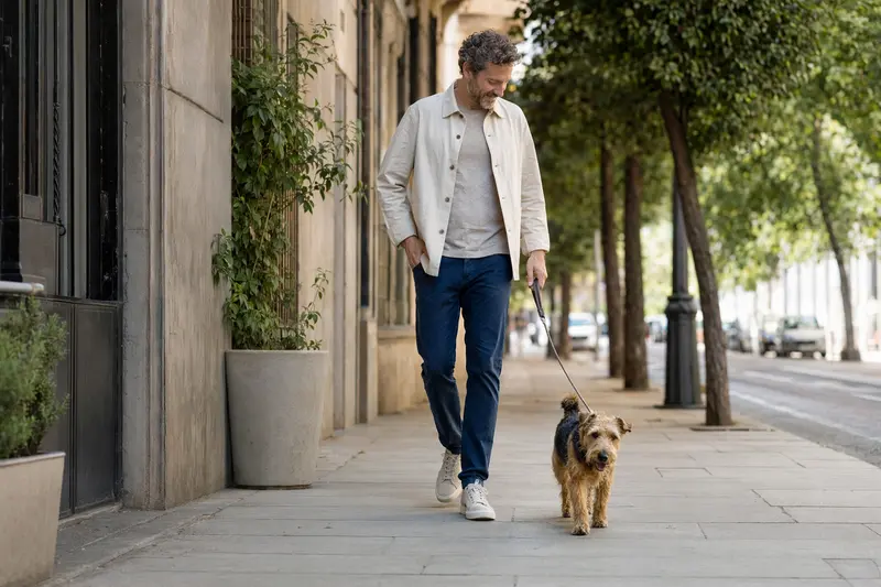 Ein Roseneath Terrier läuft an der Leine mit seinem Besitzer durch eine moderne Stadtstraße.
