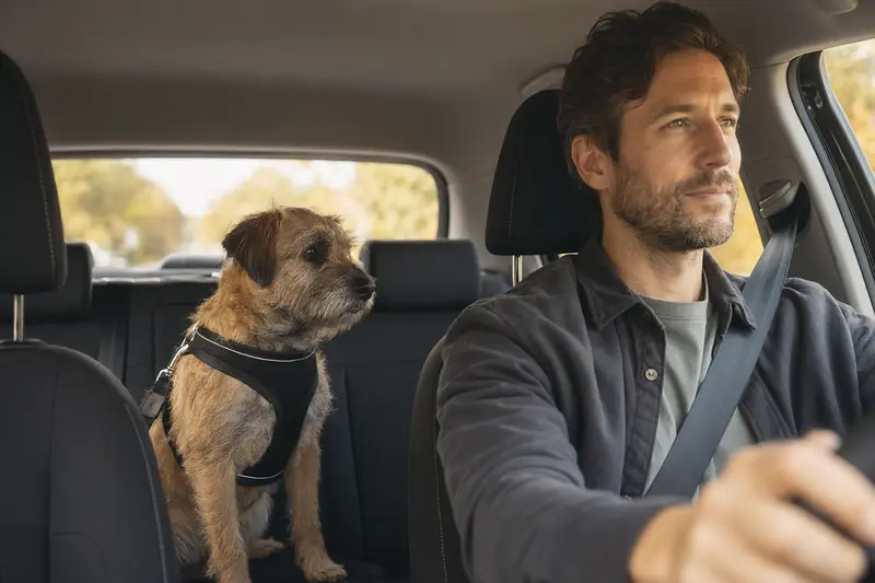 Ein Roseneath Terrier sitzt sicher angeschnallt auf der Rückbank eines Autos, während der Fahrer ruhig fährt und Sonnenlicht durch das Fenster fällt.