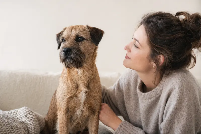 Ein aufmerksam stehender Rothbury Terrier vor hellem Hintergrund im professionellen Tierportrait.