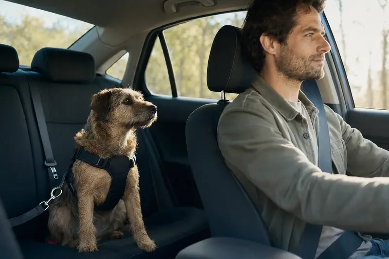 Ein Rothbury Terrier sitzt sicher angeschnallt auf der Rückbank eines Autos, während der Besitzer ruhig fährt und Sonnenlicht durch das Fenster fällt.
