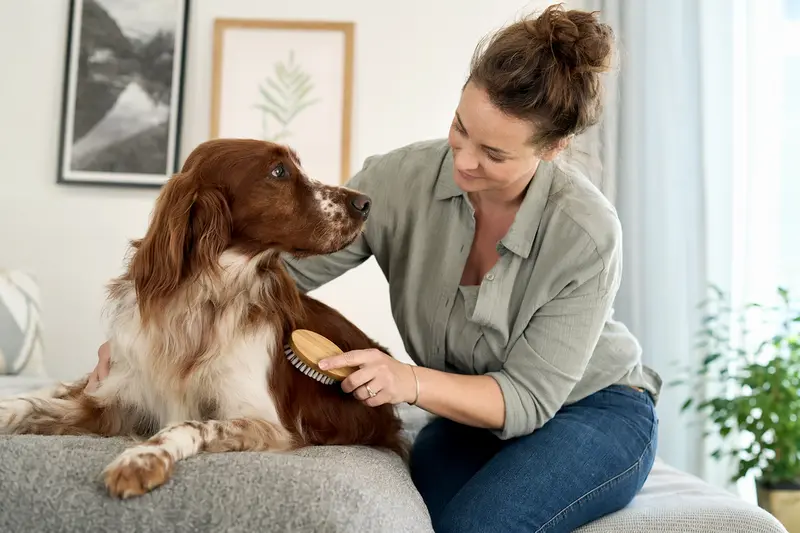 Ein rotweißer Irish Setter wird zuhause sanft gebürstet, während sein Besitzer liebevoll die Fellpflege übernimmt.