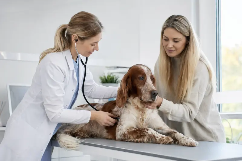 Ein ruhiger Rotweißer Irish Setter wird von einer freundlichen Tierärztin in einer modernen Tierarztpraxis mit einem Stethoskop untersucht.