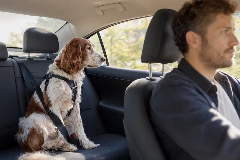 Ein rotweißer Irish Setter sitzt sicher angeschnallt auf der Rückbank eines Autos, während der Besitzer ruhig fährt.