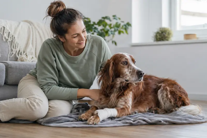 Ein rotweißer Irish Setter mit leicht verbundenem Pfötchen liegt ruhig auf einer Decke, während sein Besitzer erleichtert neben ihm sitzt.