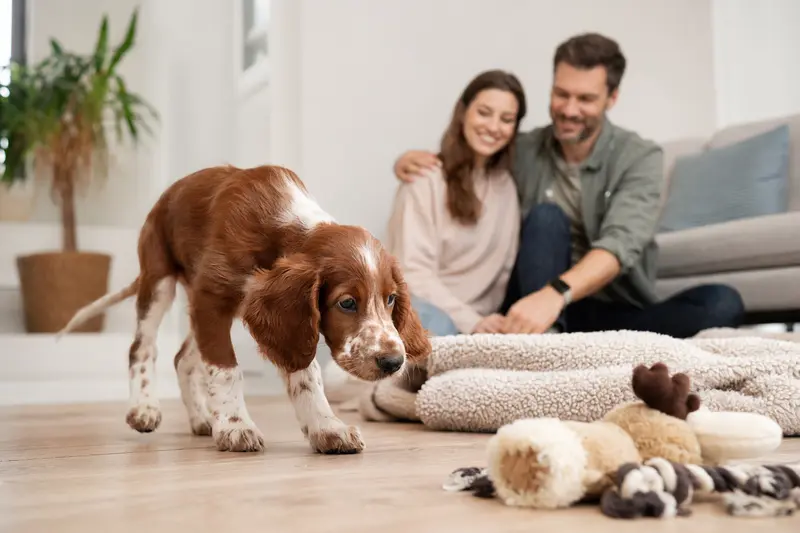 Ein neugieriger Rotweißer Irish Setter Welpe erkundet sanft seine neue Umgebung, umgeben von einer warmen Familie und einem einladenden Heim.