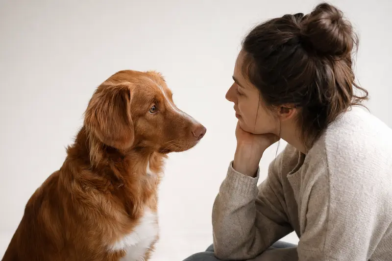 Ruby Hund in aufmerksamer, natürlicher Haltung vor hellem neutralem Hintergrund als realistisches Tierportrait.