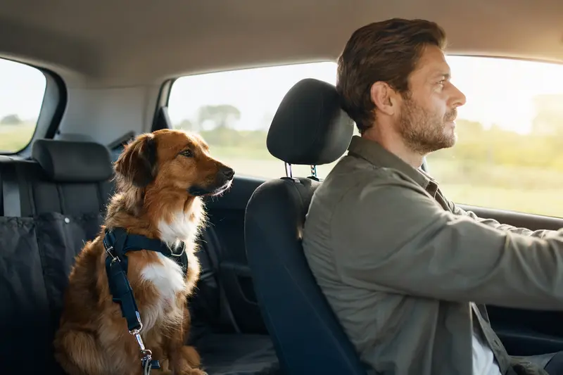 Ein Ruby Hund sitzt sicher angeschnallt auf der Rückbank eines Autos, während der Fahrer ruhig fährt und Sonnenlicht durch das Fenster fällt.