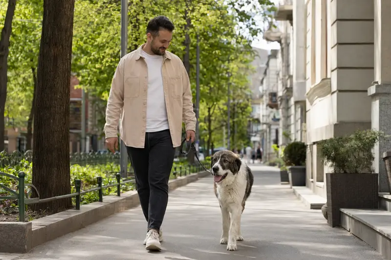Ein Rumänischer Hirtenhund läuft an der Leine mit seinem Besitzer durch eine moderne Stadtstraße.