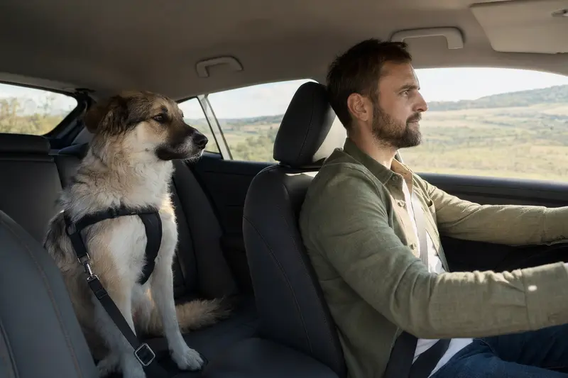 Ein Rumänischer Hirtenhund sitzt sicher angeschnallt auf der Rückbank eines Autos, während sein Besitzer ruhig fährt.